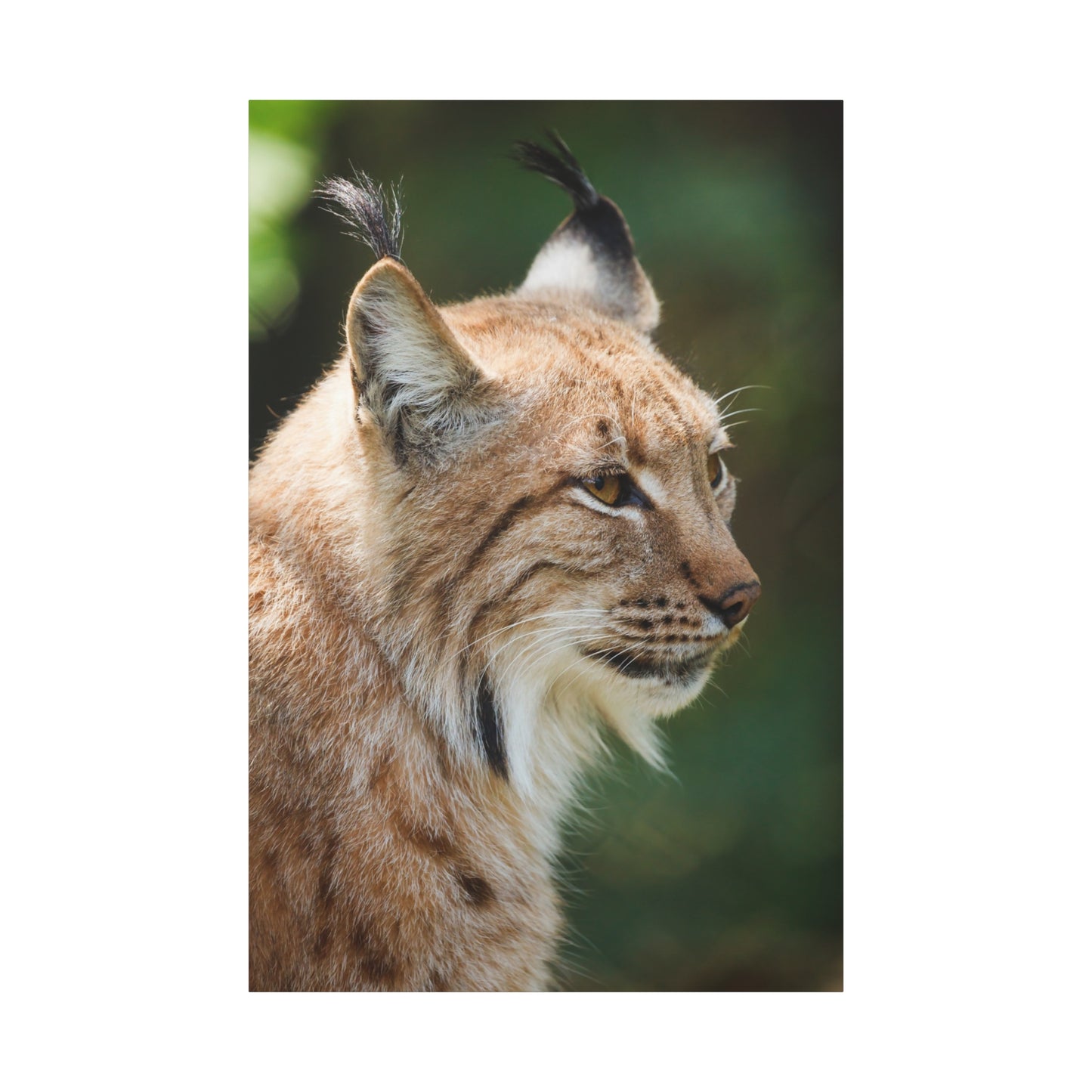 Majestic Lynx Canvas Wall Art– Masterpiece for Nature Lovers