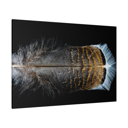 Elegant Turkey Feather Wall Art – Nature’s Intricate Beauty