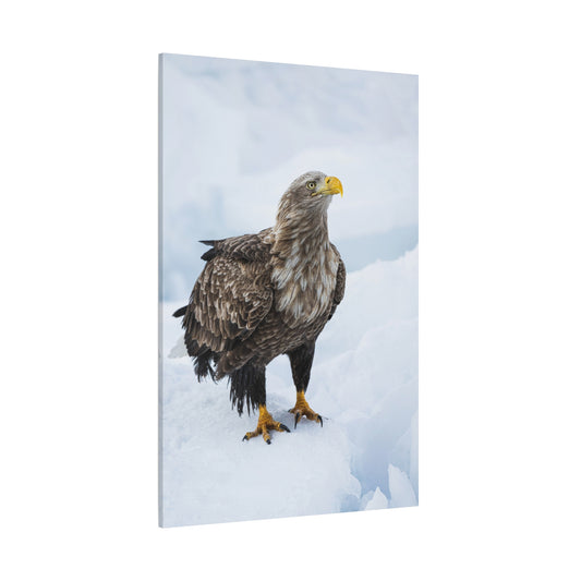 Majestic White-Tailed Eagle – Power and Grace in Flight