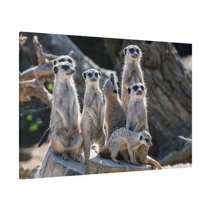 Curious Meerkat – A Charming Portrait of Playfulness and Vigilance