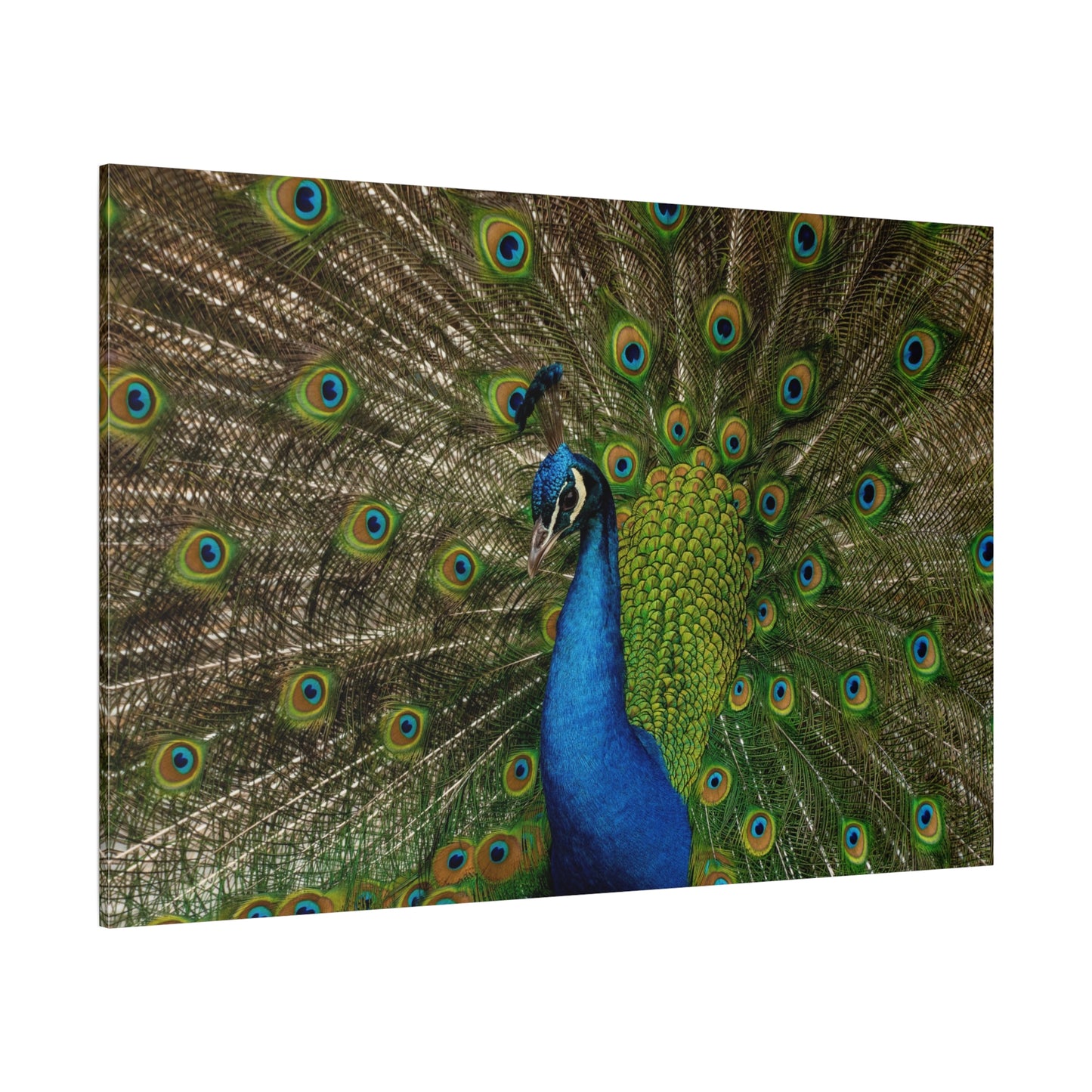 Exquisite Peacock Canvas Wall Art – Elegant Feather Wildlife Decor for Home & Office Spaces