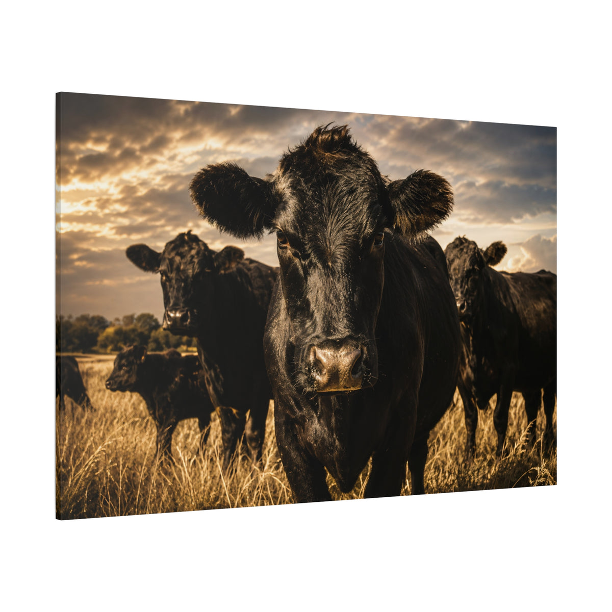 Close-Up Black Angus Cow Wrapped Canvas Wall Art – Golden Hour Ranch Photography Print - ART OF ROYALS