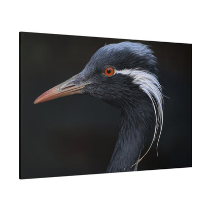 Demoiselle Crane Canvas Wall Art