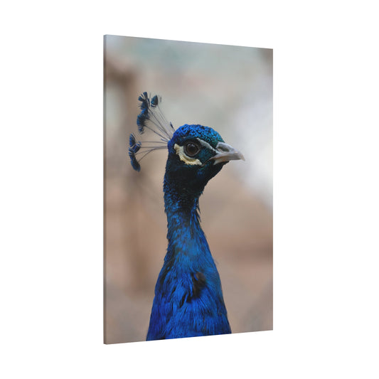 Elegant Peacock Canvas Wall Art – Vibrant Feather Detail for Luxurious Décor