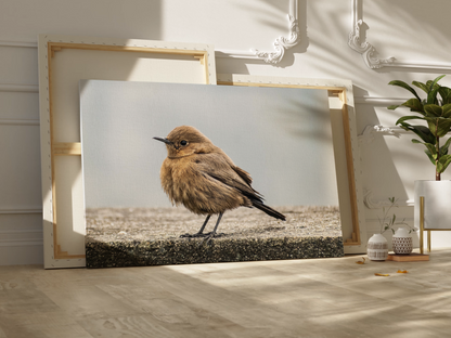 Indian Chat Bird Canvas Wall Art