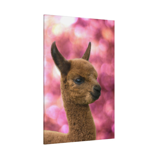 Adorable Alpaca Foal Canvas Wall Art – Nature’s Whimsical Charm - ART OF ROYALS