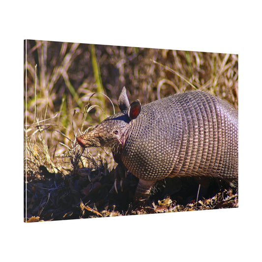 Adorable Armadillo Canvas Wall Art - ART OF ROYALS