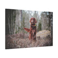 Adorable Mischievous Irish Setter Dog Canvas Wall Art - Perfect for Dog Lovers