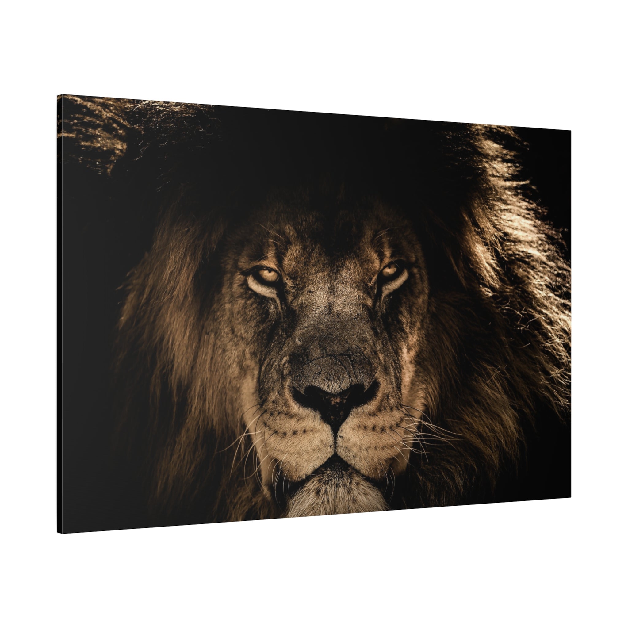 African lion portrait canvas wall art inspired by Simon Combes' African wildlife paintings and safari decor