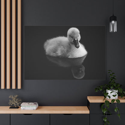 Baby Swan Canvas Wall Art – Luxury Cygnet Wildlife Nature Print - ART OF ROYALS
