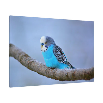 Blue Budgie Canvas Wall Art – Luxury Tropical Bird Wildlife Print - ART OF ROYALS
