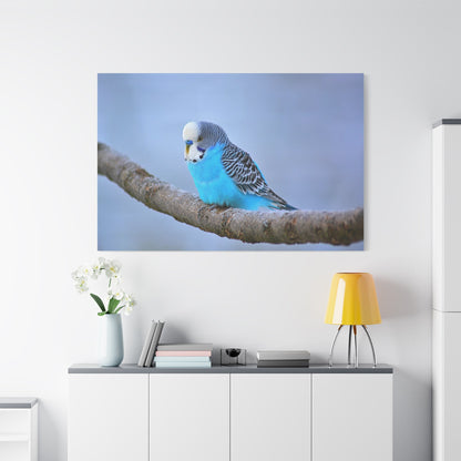 Blue Budgie Canvas Wall Art – Luxury Tropical Bird Wildlife Print - ART OF ROYALS