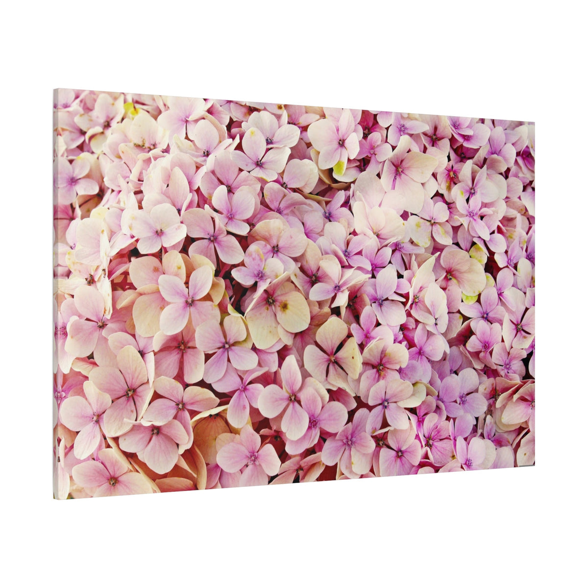 Blush Pink Hydrangeas – Timeless Floral Beauty - ART OF ROYALS