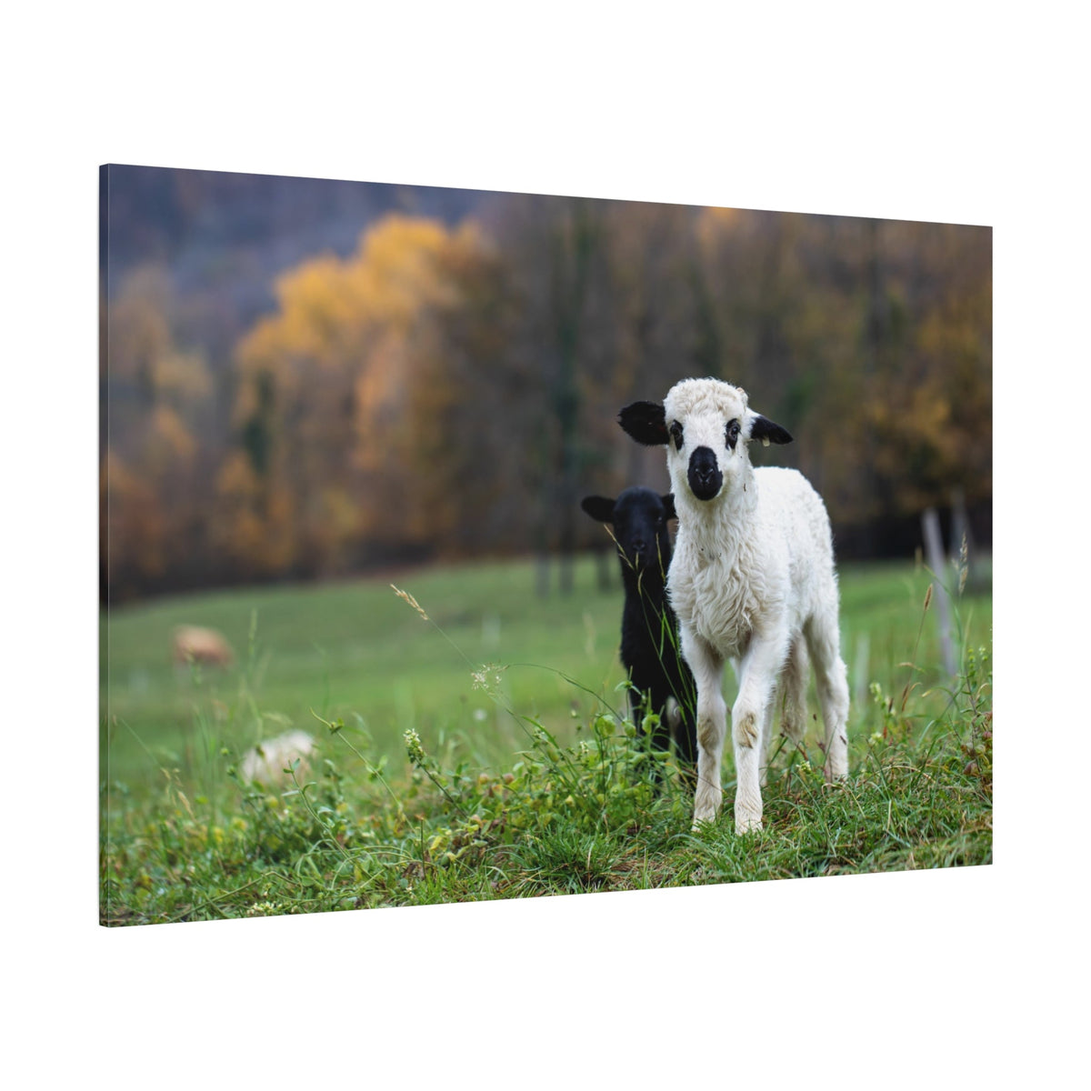 Charming Lamb Canvas Wall Art – Serene Pastoral Beauty - ART OF ROYALS