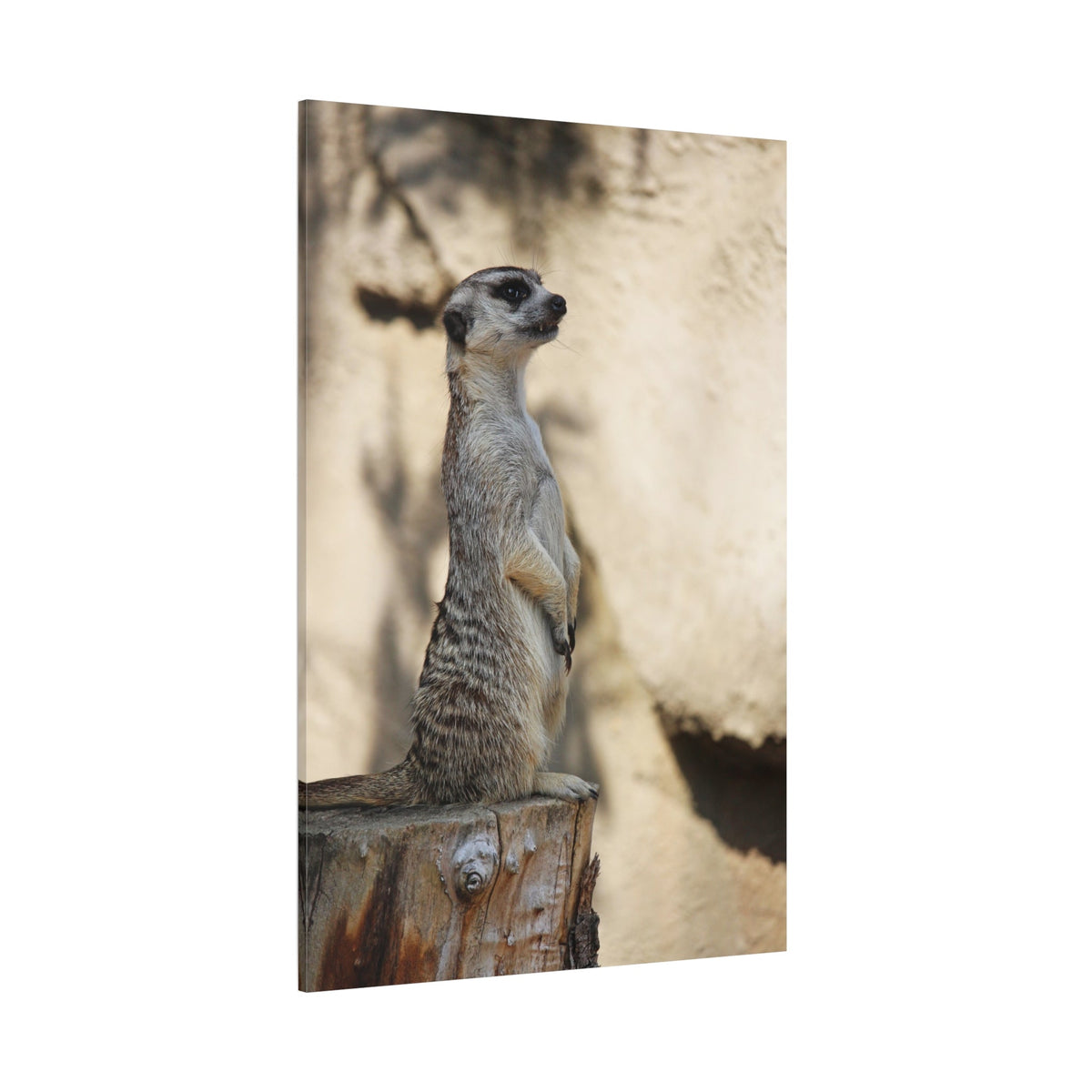 Charming Meerkat – A Striking Portrait of Nature’s Watchful Guardian - ART OF ROYALS