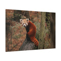 Charming Red Panda – A Heartwarming Portrait of Nature’s Adorable Explorer