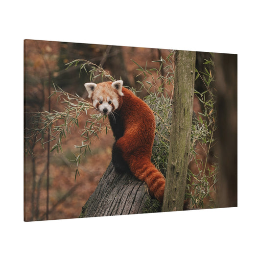 Charming Red Panda – A Heartwarming Portrait of Nature’s Adorable Explorer - ART OF ROYALS