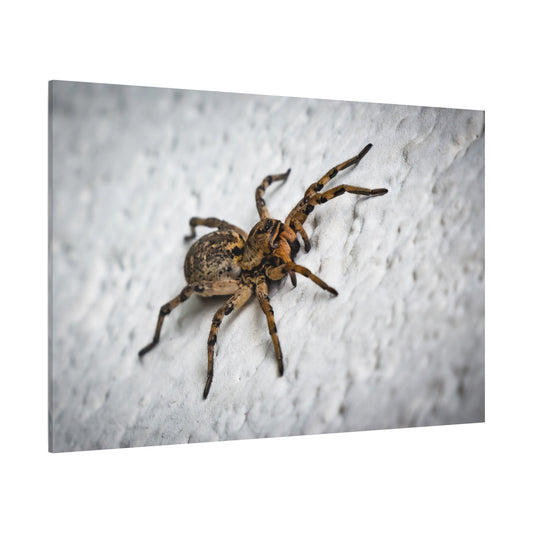 Close-Up Spider Canvas Wall Art – A Stunning Tribute to Nature's Predators - ART OF ROYALS