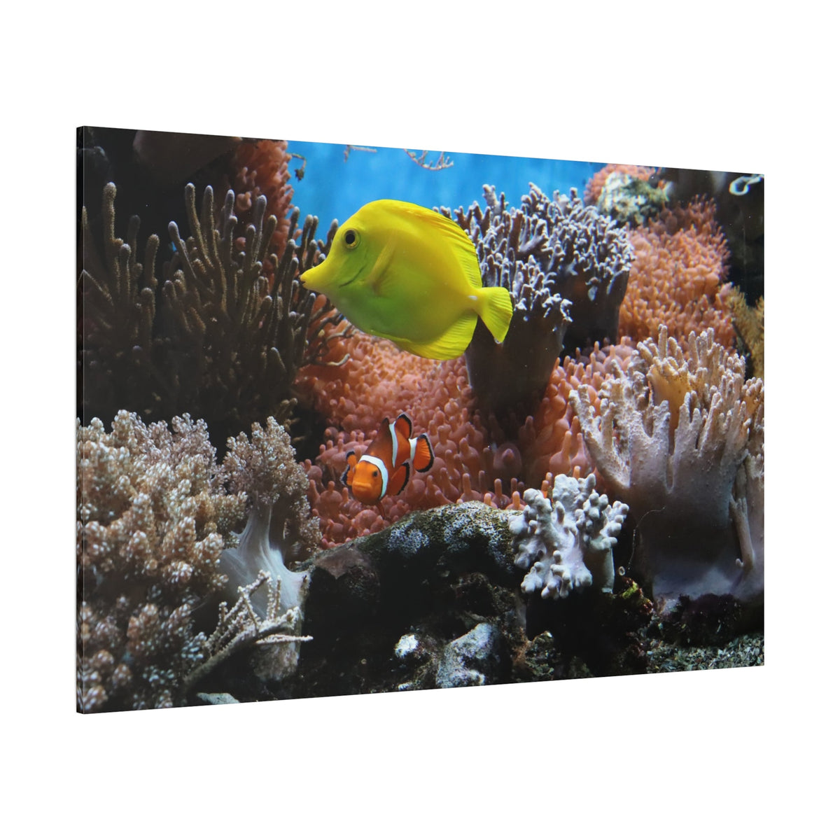 Clown Anemonefish Canvas Wall Art – Vibrant Underwater Beauty - ART OF ROYALS