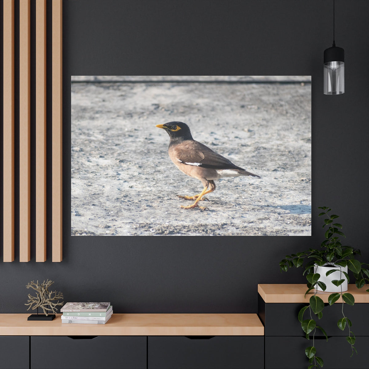 Common Myna Bird Canvas Wall Art – Luxury Exotic Wildlife Photography Print - ART OF ROYALS