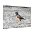 Common Myna Bird Canvas Wall Art – Luxury Exotic Wildlife Photography Print