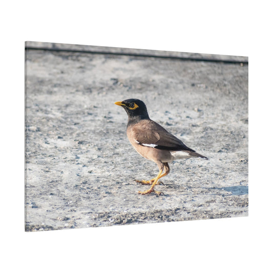 Common Myna Bird Canvas Wall Art – Luxury Exotic Wildlife Photography Print - ART OF ROYALS