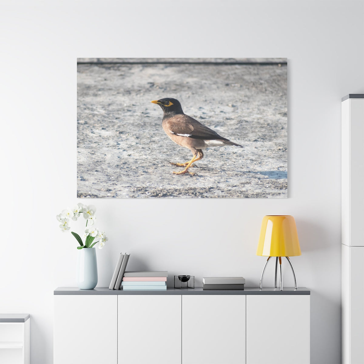 Common Myna Bird Canvas Wall Art – Luxury Exotic Wildlife Photography Print - ART OF ROYALS