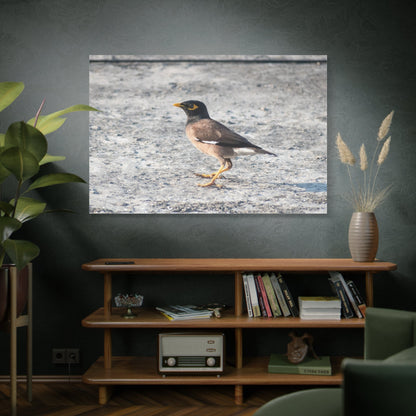 Common Myna Bird Canvas Wall Art – Luxury Exotic Wildlife Photography Print - ART OF ROYALS