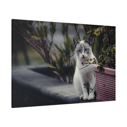 Cozy Cat Canvas Wall Art - ART OF ROYALS