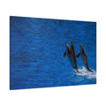 Dolphin in Motion – Leap of Freedom