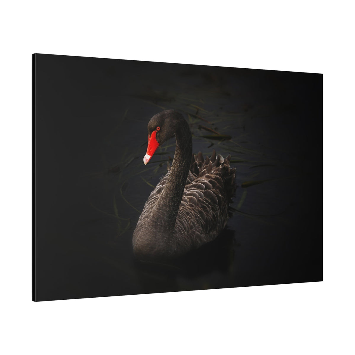 Elegant Black Swan Canvas Wall Art – Grace and Sophistication - ART OF ROYALS