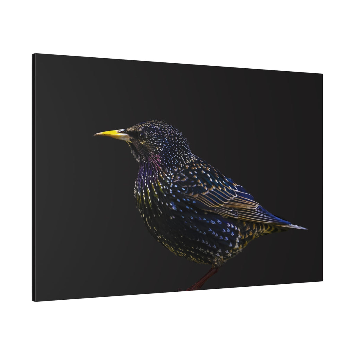 Elegant Starling Canvas Wall Art – A Sparkling Beauty of Nature - ART OF ROYALS