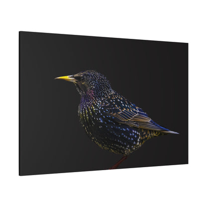 Elegant Starling Canvas Wall Art – A Sparkling Beauty of Nature - ART OF ROYALS