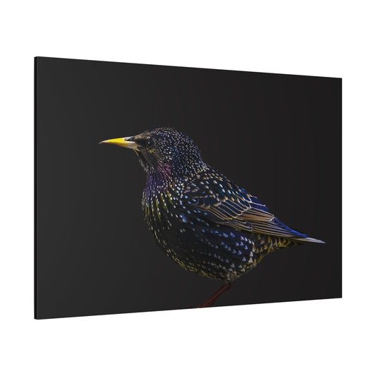 Elegant Starling Canvas Wall Art – A Sparkling Beauty of Nature - ART OF ROYALS