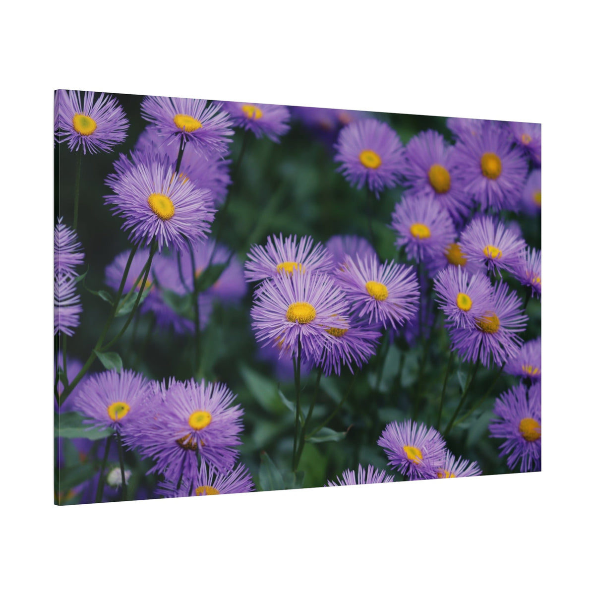 Elegant Violet Asters – A Floral Delight - ART OF ROYALS