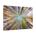 Enchanted Forest Canopy – A Lush Green Wonderland
