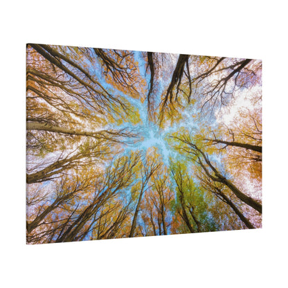 Enchanted Forest Canopy – A Lush Green Wonderland - ART OF ROYALS
