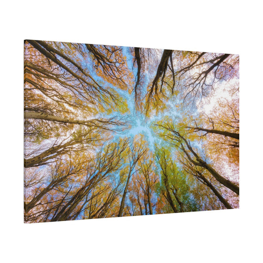 Enchanted Forest Canopy – A Lush Green Wonderland - ART OF ROYALS
