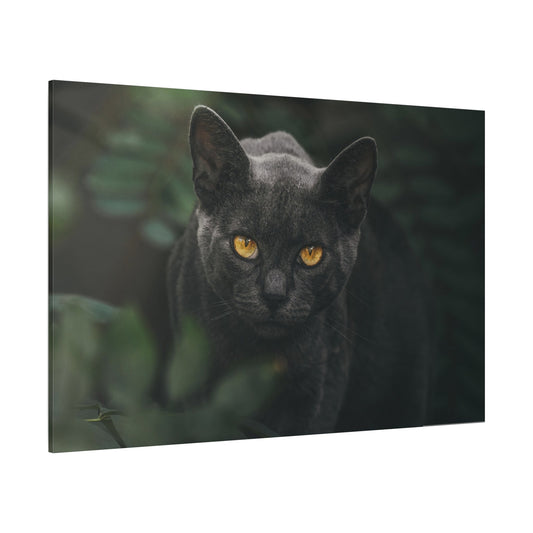 Enchanting Cat Eyes Canvas Wall Art – Mesmerizing Gaze of Grace - ART OF ROYALS