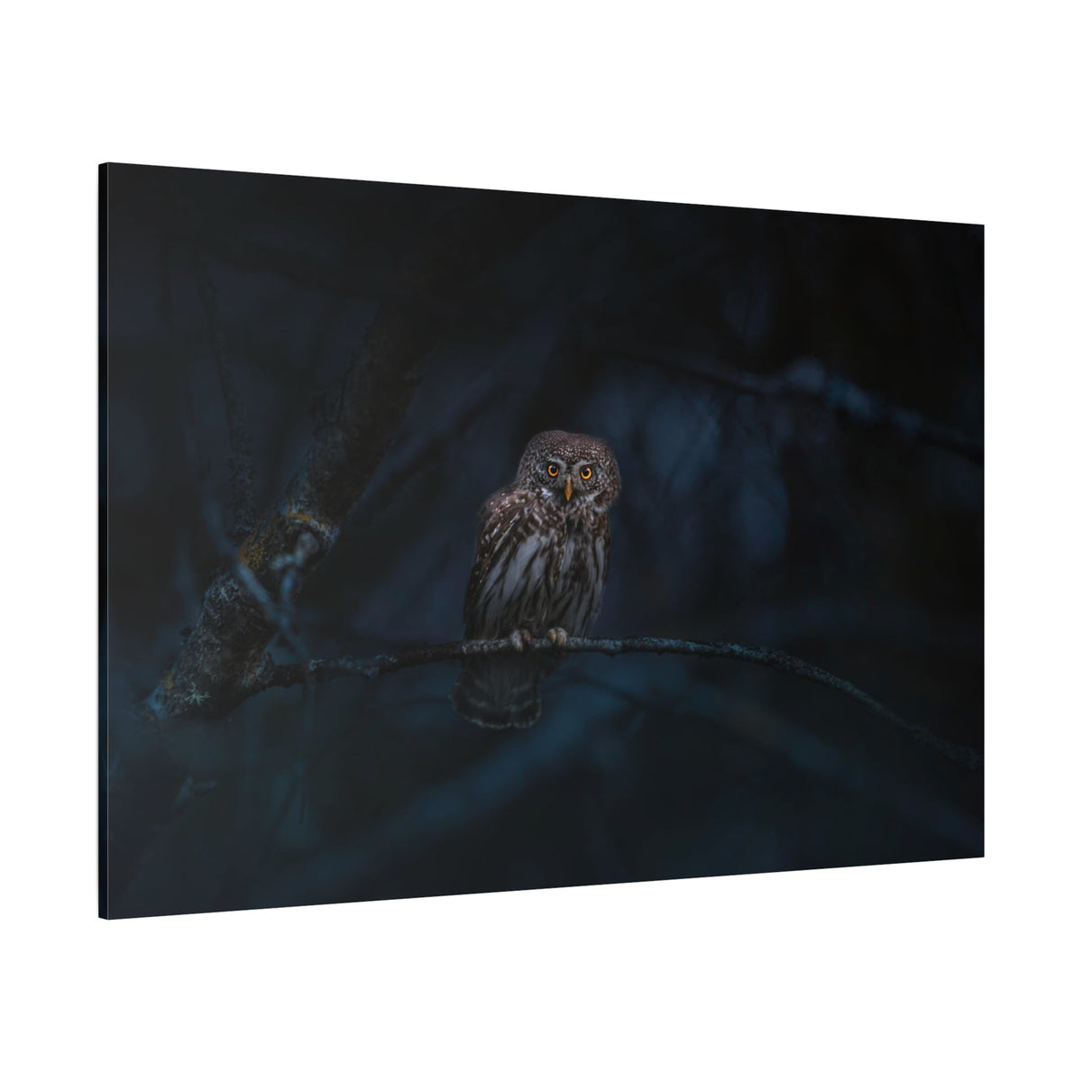 Enchanting Eurasian Pygmy Owl Canvas Wall Art – Woodland Beauty - ART OF ROYALS