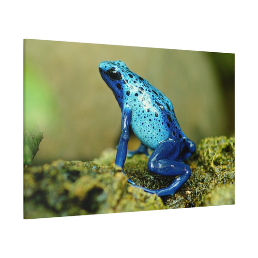 Fascinating Frog Close-Up – Nature’s Tiny Marvel - ART OF ROYALS