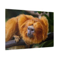 Golden Lion Tamarin Canvas Wall Art – Exotic Wildlife Elegance