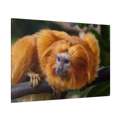 Golden Lion Tamarin Canvas Wall Art – Exotic Wildlife Elegance - ART OF ROYALS