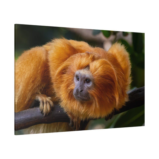 Golden Lion Tamarin Canvas Wall Art – Exotic Wildlife Elegance - ART OF ROYALS