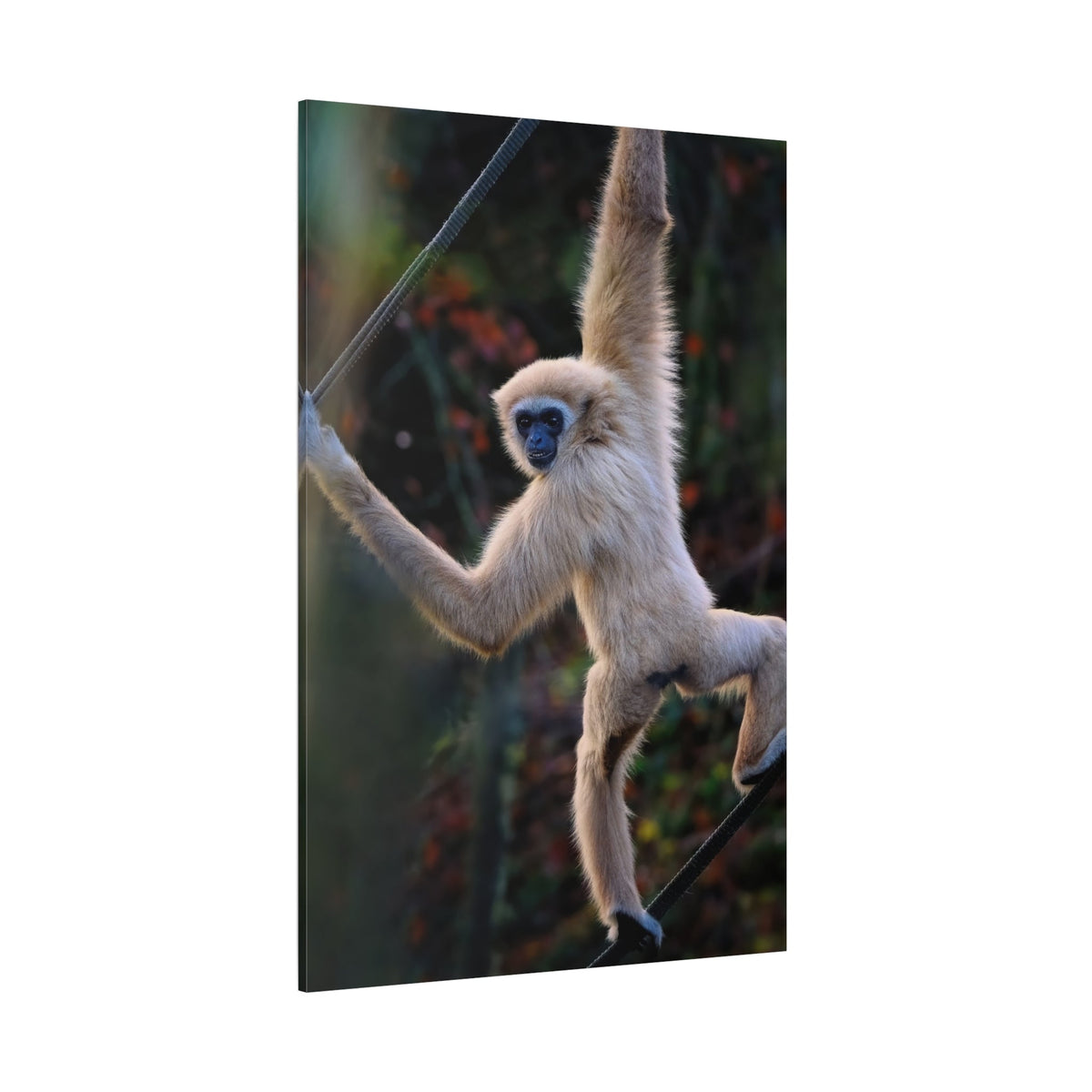 Graceful Gibbon – A Captivating Portrait of Nature’s Agile Acrobat - ART OF ROYALS
