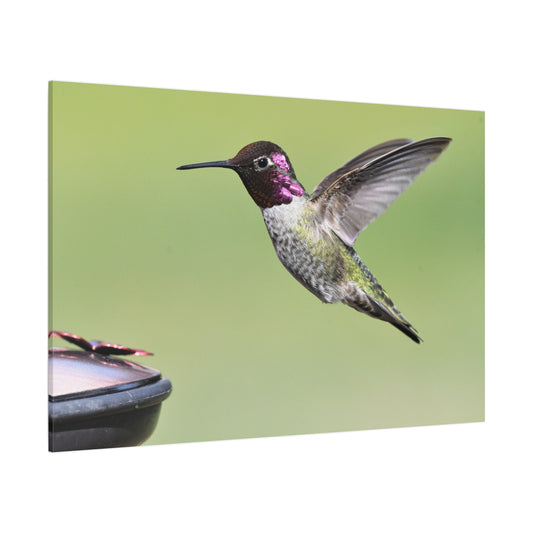 Graceful Hummingbird in Flight Canvas Wall Art – Serene Wildlife Decor for Modern Interiors - ART OF ROYALS