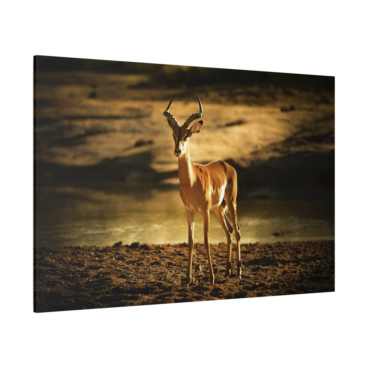 Graceful Impala Canvas Wall Art – Serenity in the Wild - ART OF ROYALS
