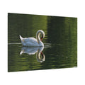 Graceful Swan Reflection Canvas Wall Art – Tranquil Elegance