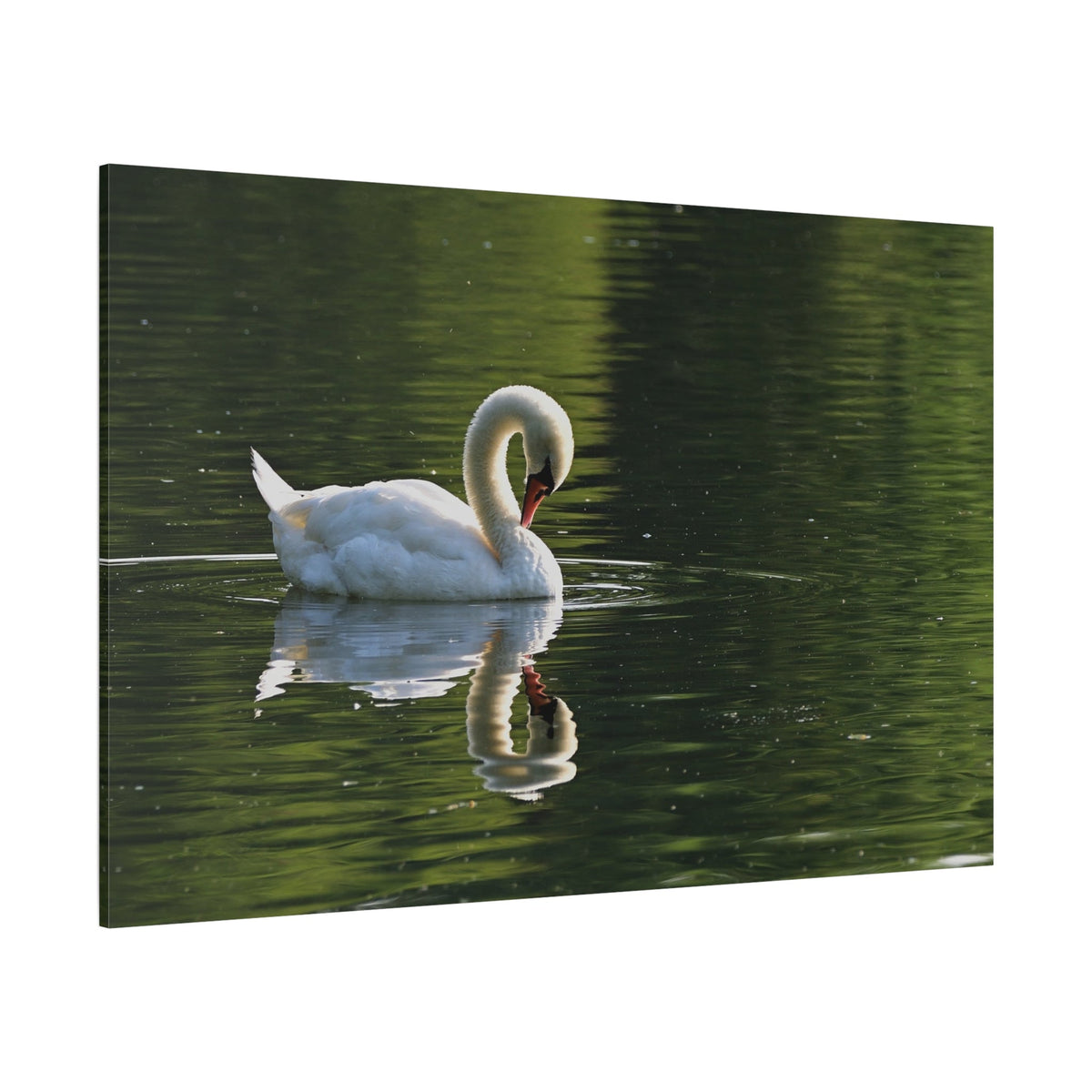 Graceful Swan Reflection Canvas Wall Art – Tranquil Elegance - ART OF ROYALS