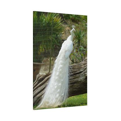 Graceful White Peacock Canvas Wall Art – Elegant Wildlife Decor for Sophisticated Spaces - ART OF ROYALS